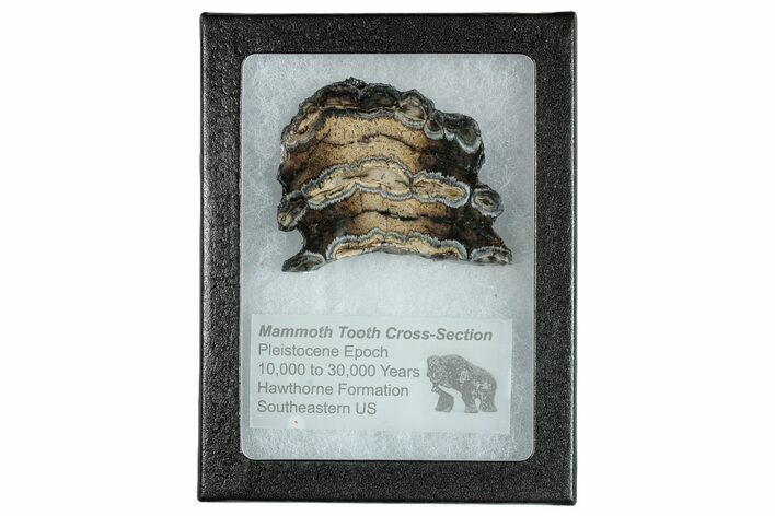 Mammoth Molar Slice With Case - South Carolina #291172